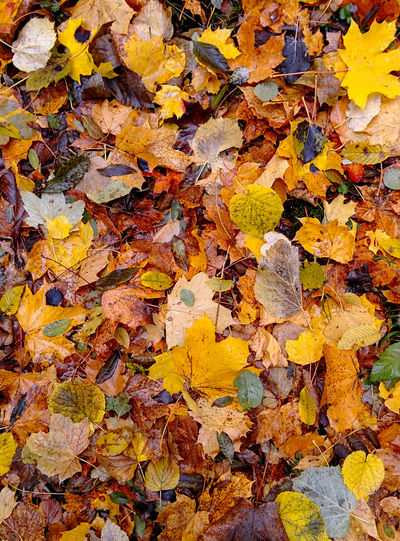 Close-up of yellow maple leaves fallen on tree during autumn