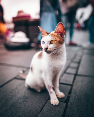 Cat looking away while sitting on footpath