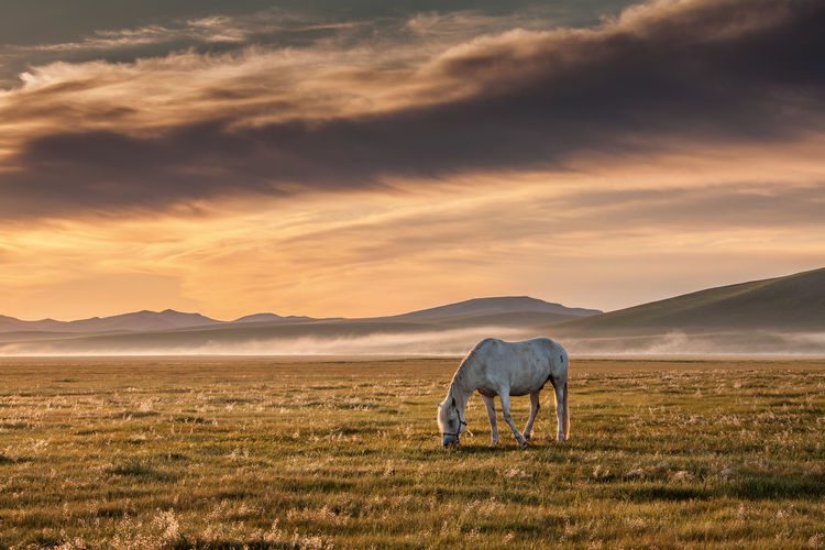 Horse grazing on field against sunset sky
