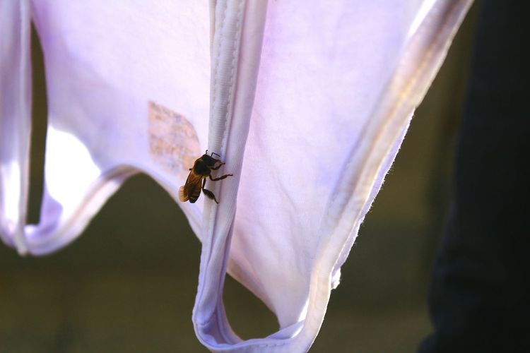 Close-up of honey bee on cloth