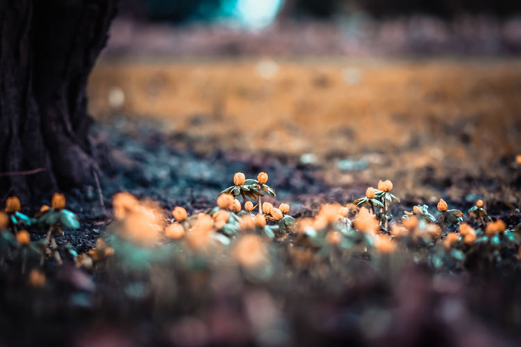 Close-up of autumn leaves on field