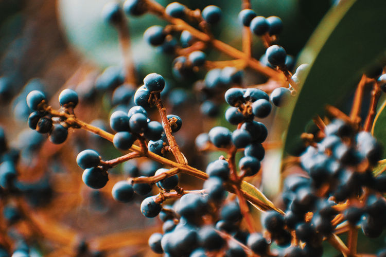 Close-up of berries growing on tree