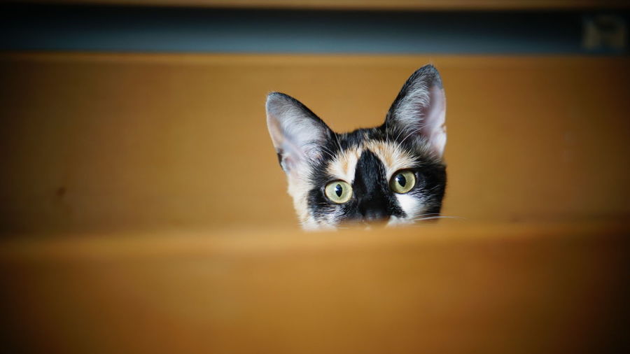 A calico cat/kitten head looking out of a wood box, playful, curious. 