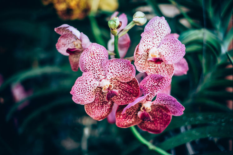 Close-up of flowers blooming outdoors