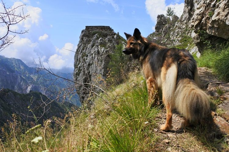 View of dog sitting on rock against sky
