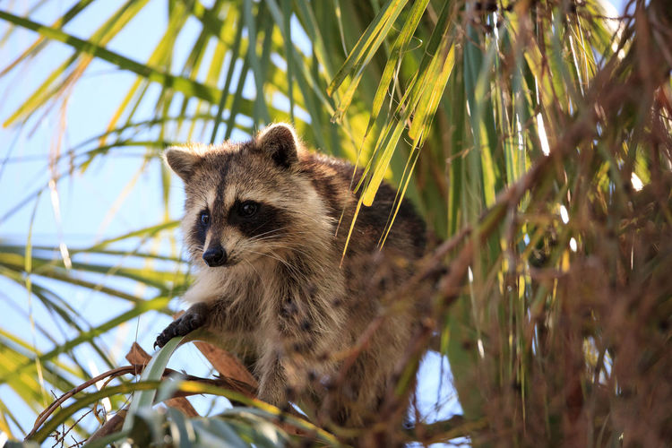 Raccoon procyon lotor forages for food at the corkscrew swamp sanctuary in naples, florida.