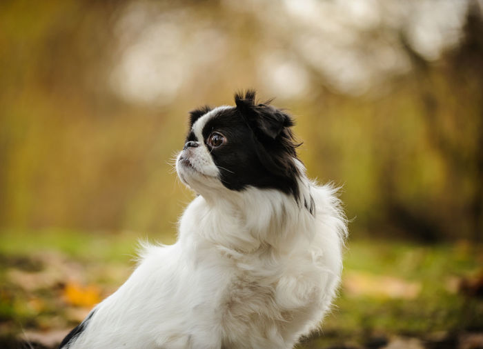 Close-up of japanese chin looking away while sitting on field in park