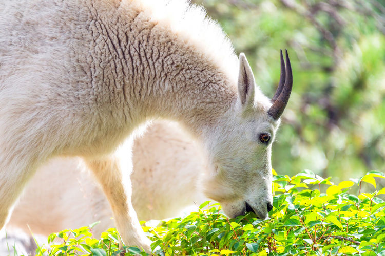 Close-up of goat grazing