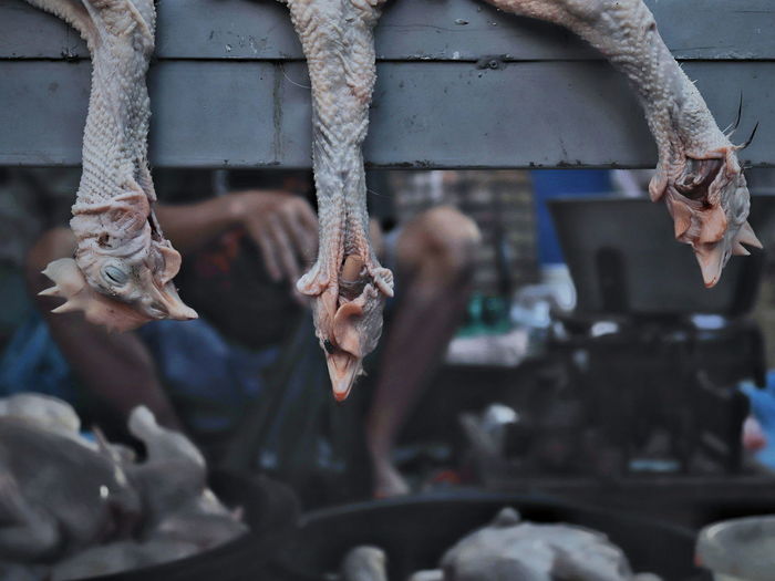 Close-up of dead chicken hanging in market