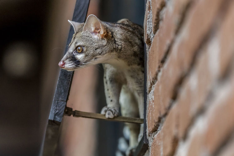 Close-up of squirrel