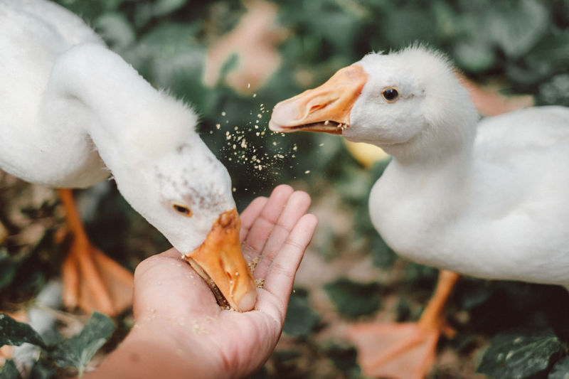 Cropped hand feeding goslings on field