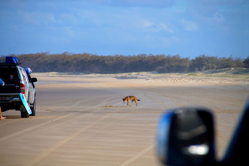 Dingo at beach, fraser island, australia 