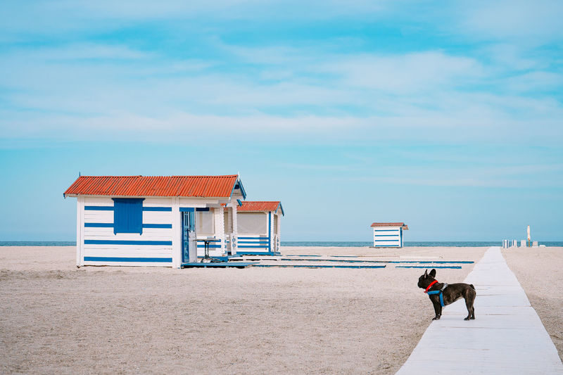 French bulldog dog looking at beach cabin by the sea
