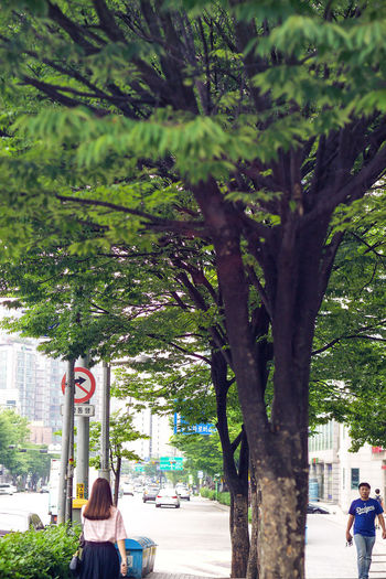 Trees in city