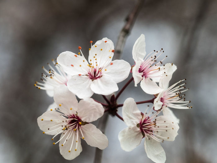 Close-up of cherry blossoms in spring
