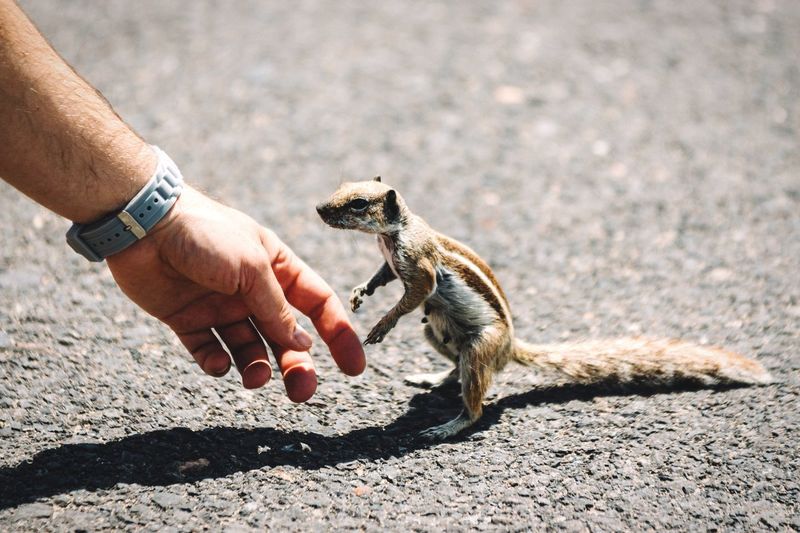Cropped hand by squirrel on road during sunny day