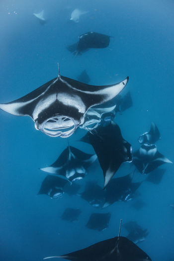 Wide angle view of a school of manta rays, baa atoll