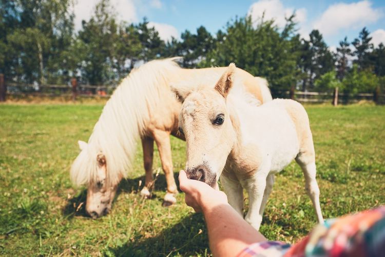 Cropped hand of farmer stroking miniature horse at barn