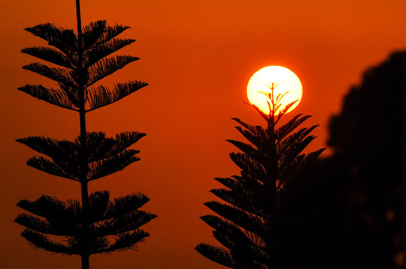 Low angle view of silhouette palm trees against orange sky