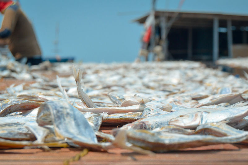 Dried fish for sale 