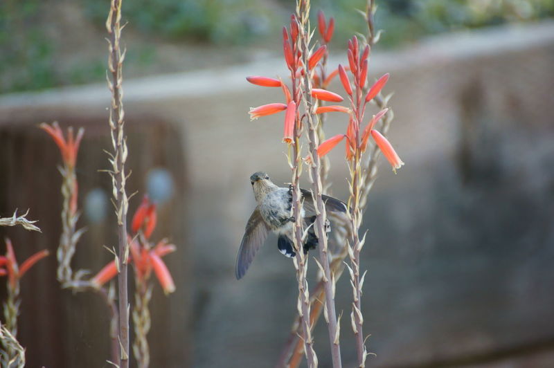 Bird on flower