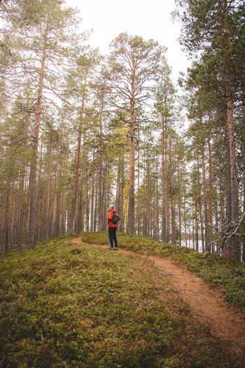Tourist walks along a forest path among pine trees in tiilikkajarvi national park, kainuu region