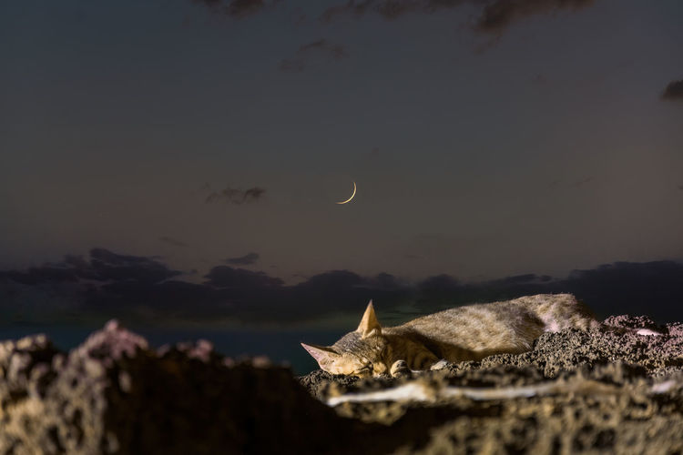 A cat sleeping on the rock at the beach at late sunset with moon in the sky