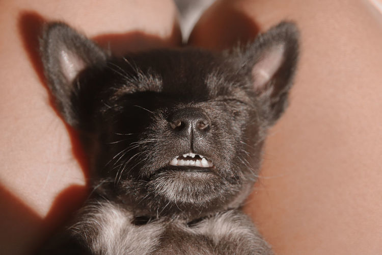 Close-up of a puppy sleeping 