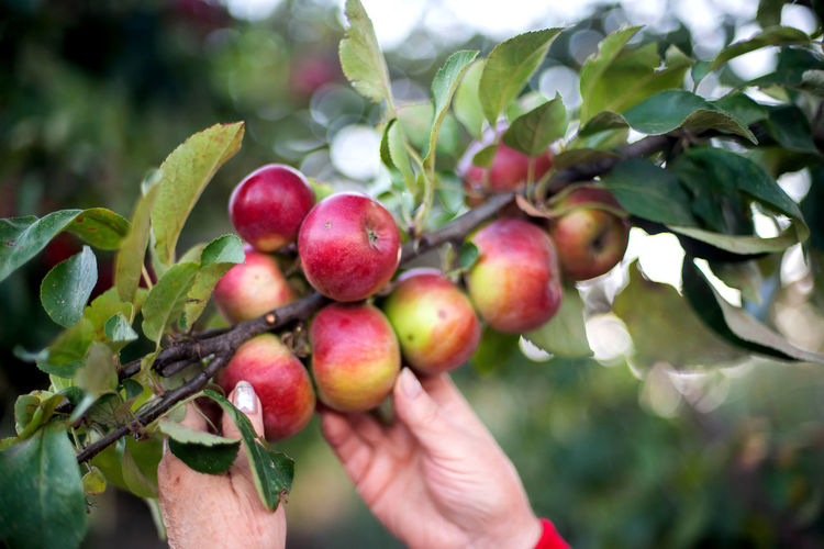 Cropped hand holding fruit