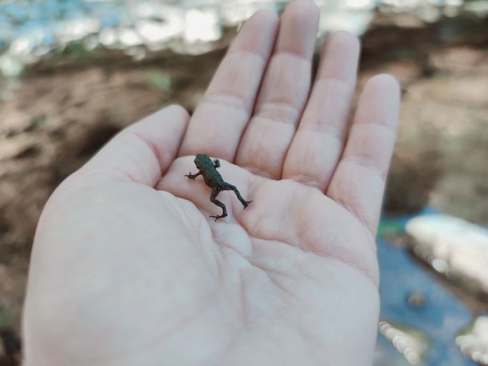 Close-up of hand holding small frog