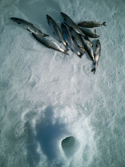 High angle view of fish on ice