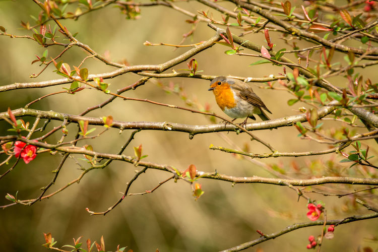 Close-up of robin perching on tree