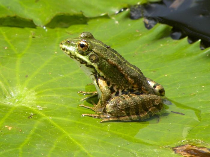 Close-up of frog on green leaf