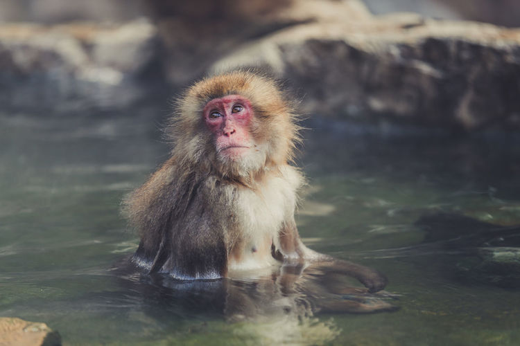 Cute fluffy japanese macaque sitting in clear water of pond in jigokudani monkey park in yamanochi and relaxing while looking away