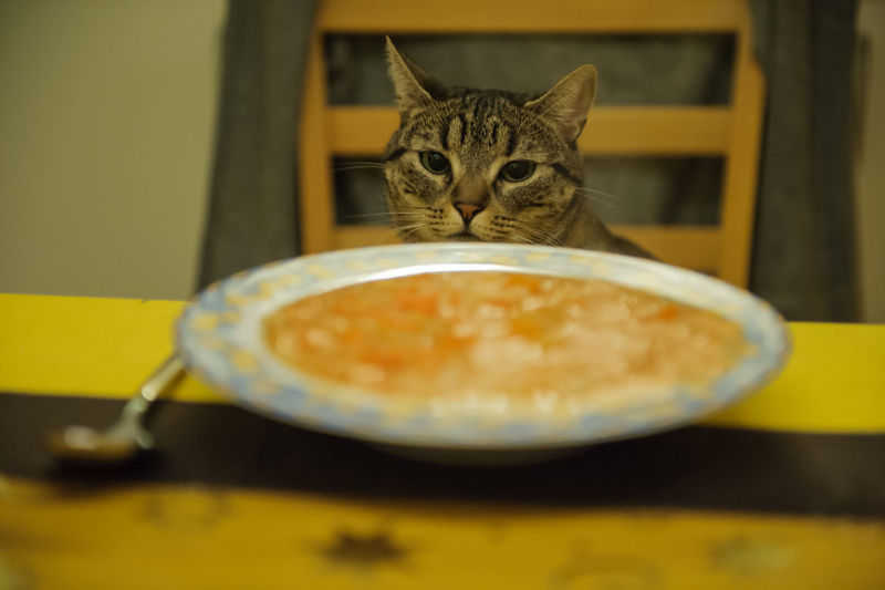 Close-up portrait of cat