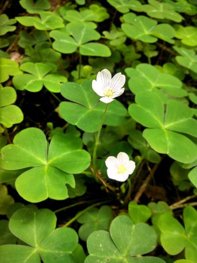 Close-up of white flowers growing on plant