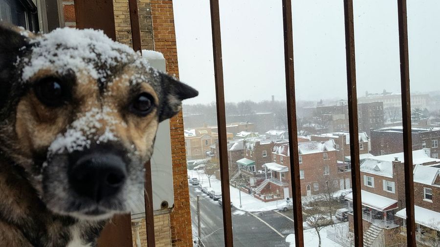 Portrait of dog in winter