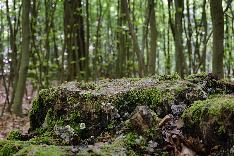 Moss growing on rocks in forest