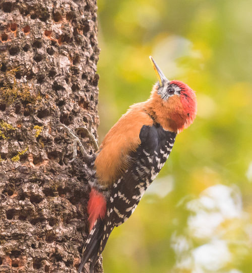 Close-up of woodpecker perching on tree trunk