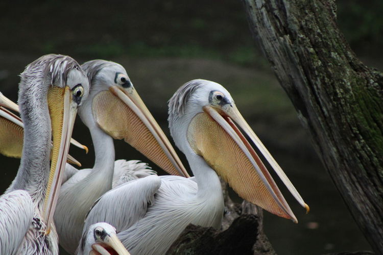 Close-up of pink backed pelicans on branch