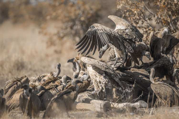 Flock of vultures scavenging on a field