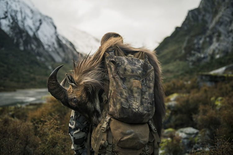 Rear view of hunter carrying mountain goat