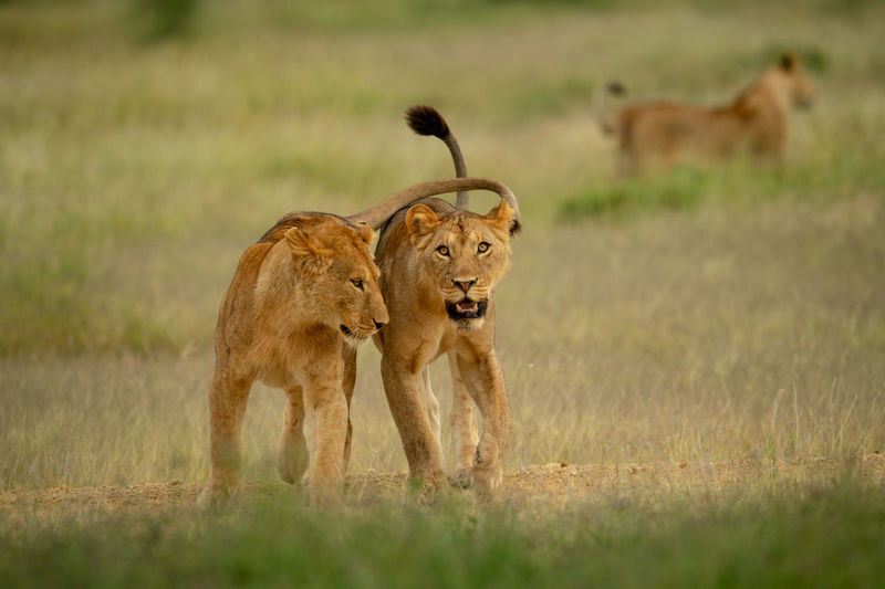 Two lionesses walk together with another behind