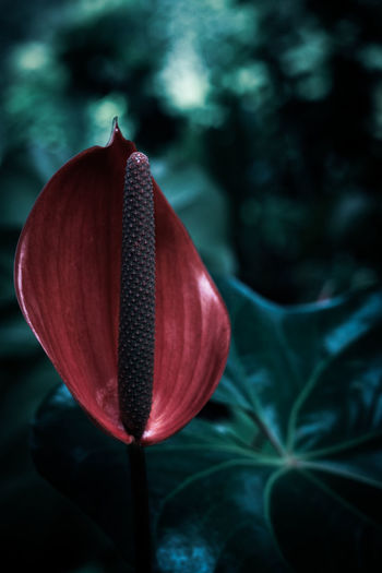 Close-up of red flowering plant