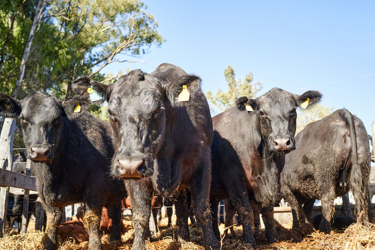 Cows standing on field