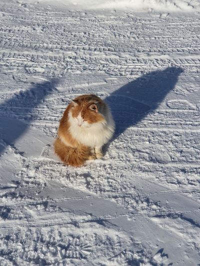 High angle view of animal on snowy field