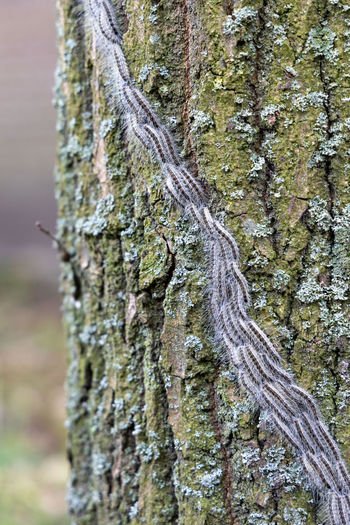 Close-up of moss on tree trunk