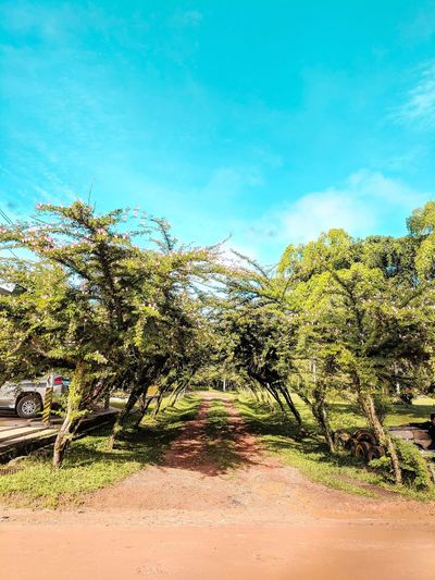 Trees by road against sky