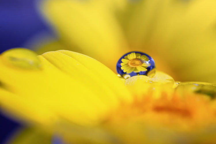 Macro shot of wet yellow flower