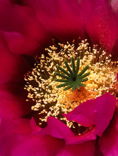 Close-up of pink flower